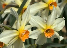 Afbeelding4_narcissen.jpg